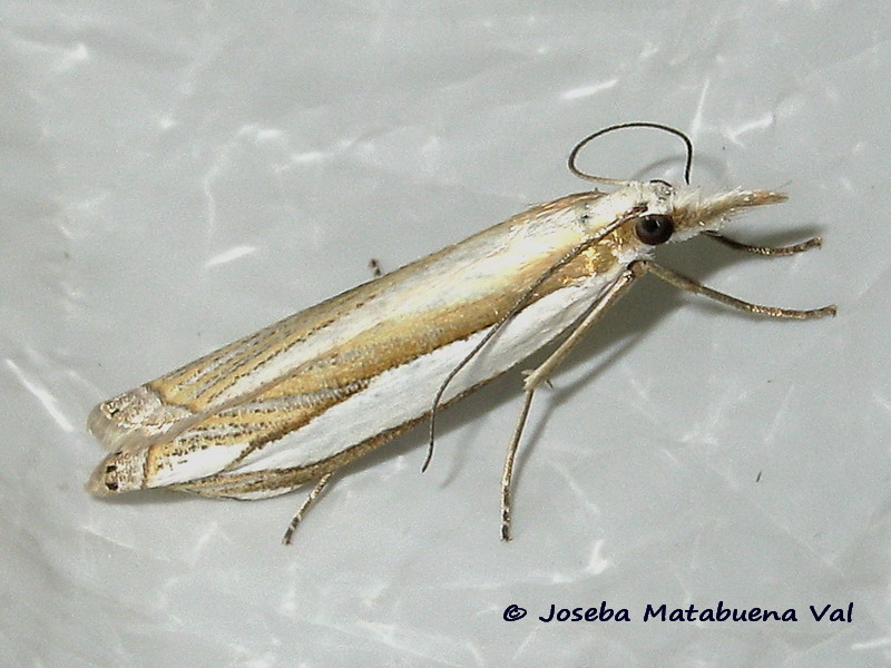 Crambus pascuella - Crambidae